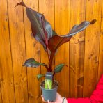 Banánovník (Ensete ventricosum) ‘MAURELII’ -  výška 30-50 cm, kont. C2L